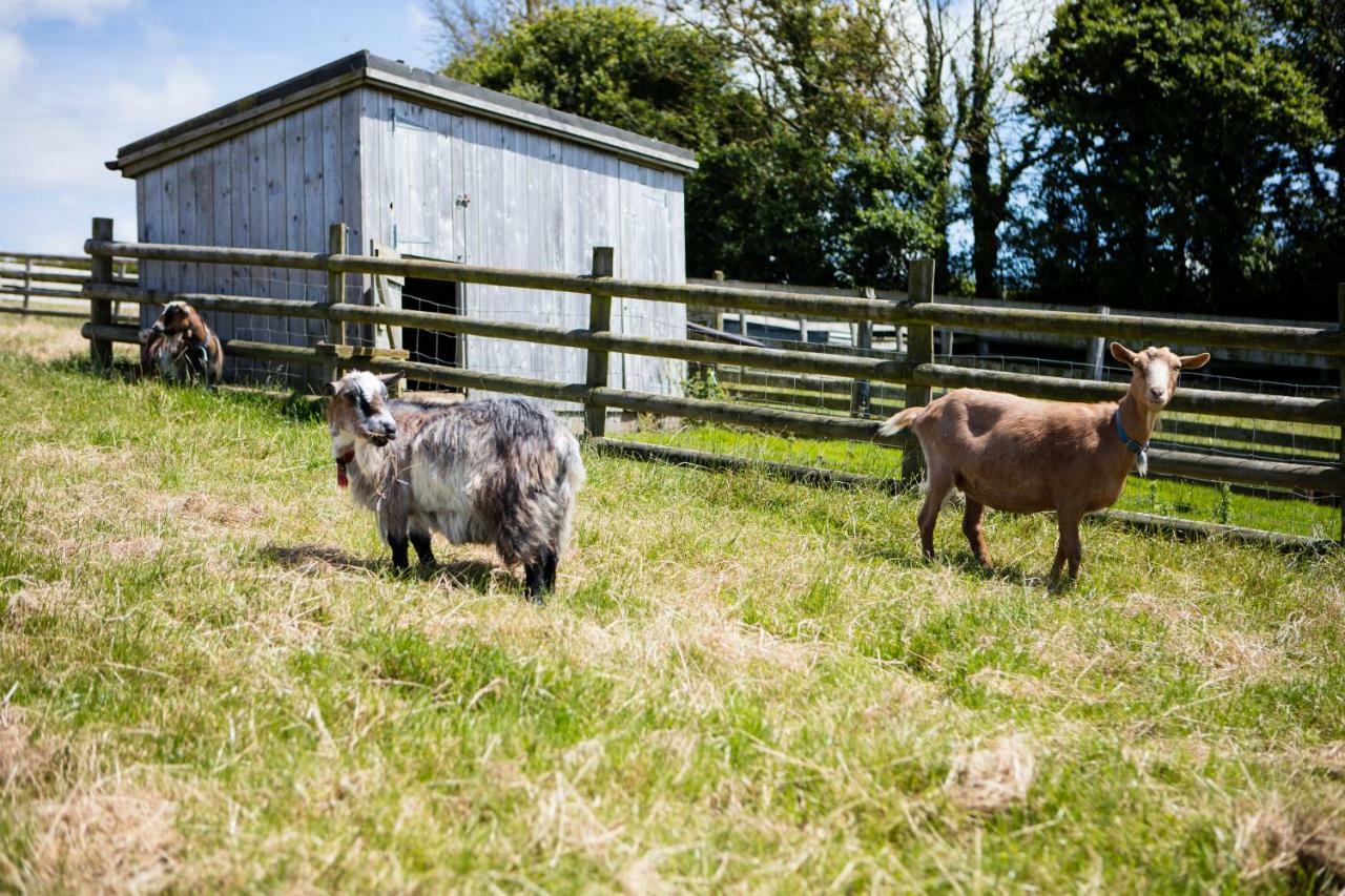 Sharlands Farm Holiday Cottages Bude Ngoại thất bức ảnh
